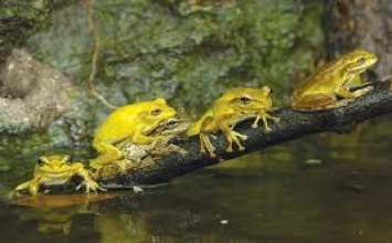 Lũ ếch muốn có vua